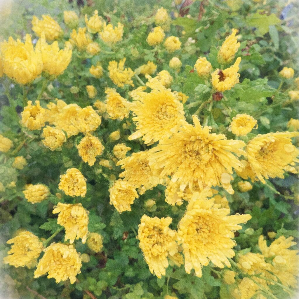 雨粒を含んだ黄色いキクの花々が群生する構図を、やさしい質感で描いたふんわり手描き水彩画イラスト