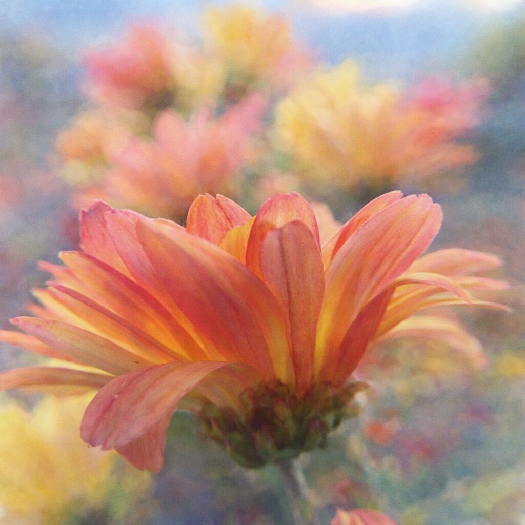 オレンジとピンクのグラデーションが美しいキクの花を横向き構図で描いた、優しい質感のふんわり手描き水彩画イラスト