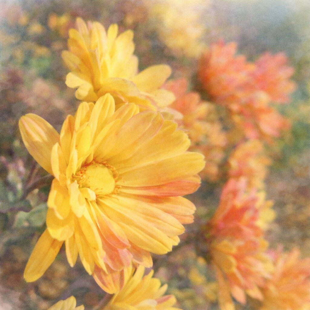 黄色とピンクが溶け合うキクの花を横構図で描いた、優しい質感の手描き水彩画イラスト。主役の花がふんわりと浮かび、背景の花々は柔らかくぼかされている。