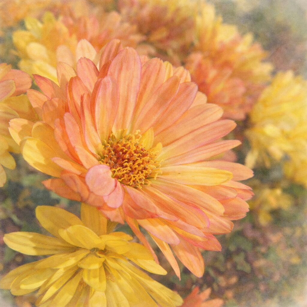 黄色とオレンジのグラデーションが美しいキクの花を斜め横構図で描いた、優しい質感のふんわりした手描き水彩画風イラスト。重なり合う花びらと柔らかな光を表現した菊のイラスト。