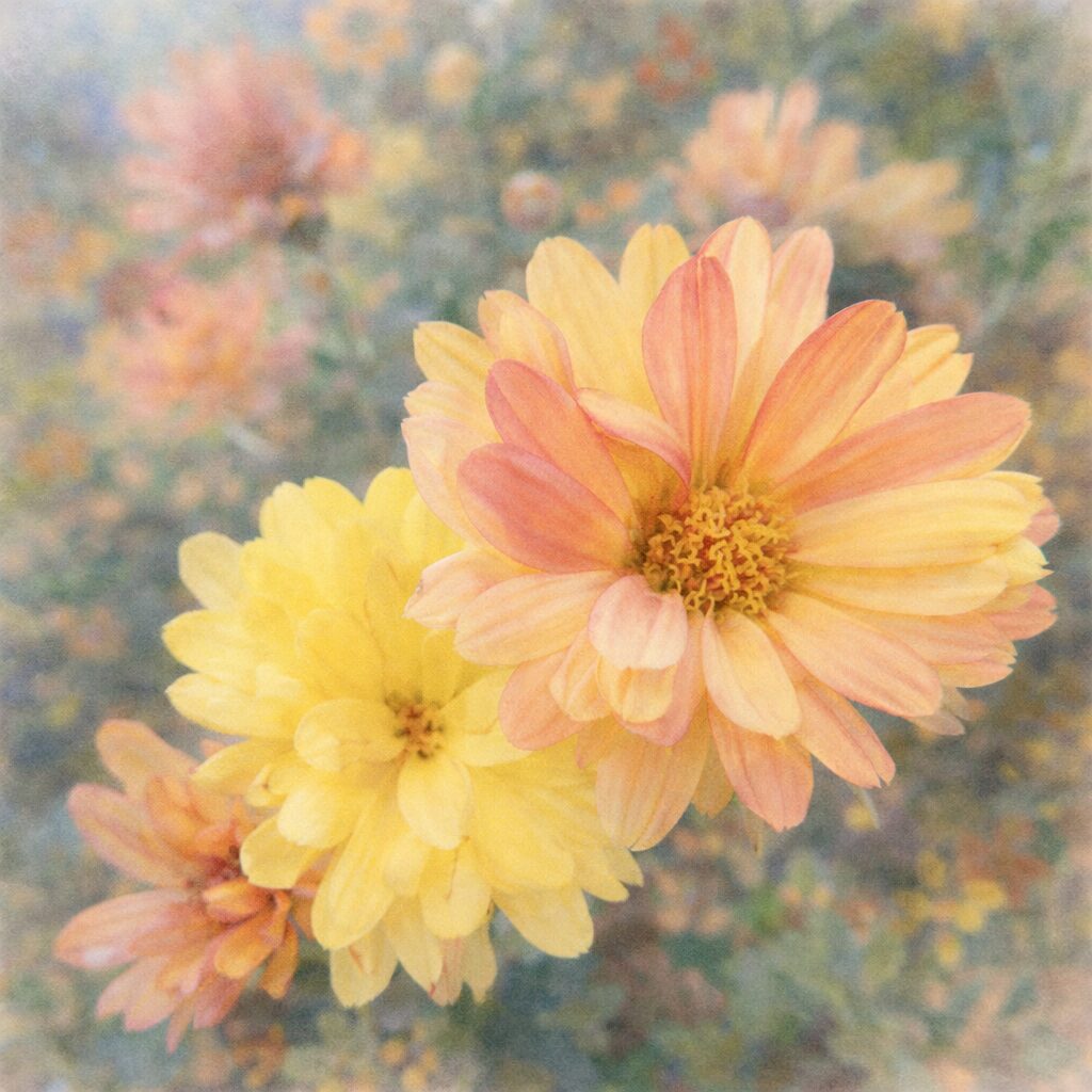 黄色と淡いピンクが混じるキクの花を描いた、やさしい質感のふんわりした手描き水彩画風イラスト。重なり合う花弁と花芯を中心に、背景は柔らかくにじむように表現されている。