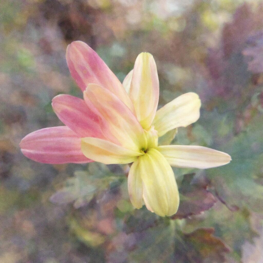 淡いピンクと黄色のグラデーションが美しいキクの花を、優しい質感の手描き水彩画で描いた正方形イラスト。花びらの重なりと柔らかな色にじみが穏やかな雰囲気を表現している。