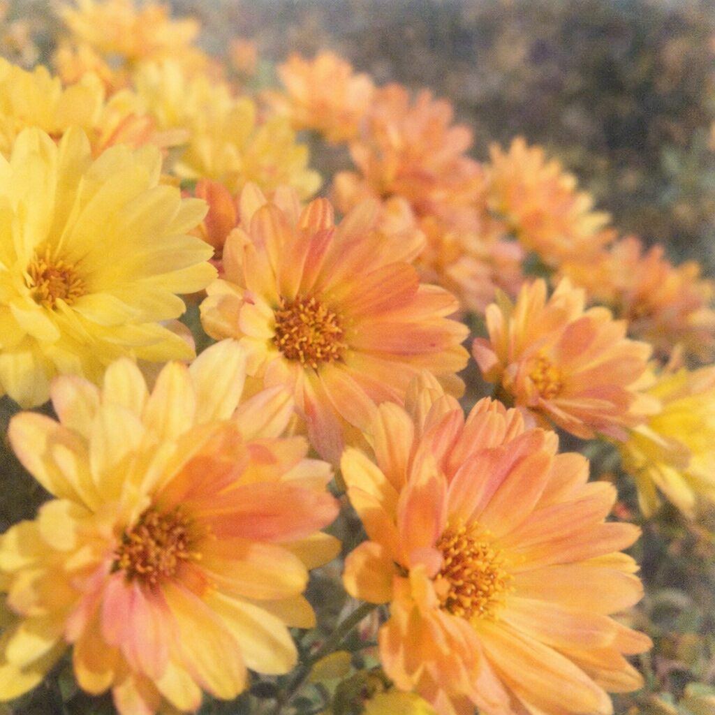 黄色とオレンジのキクが重なり合って咲く様子を、優しい質感でふんわりと描いた手描き水彩画風イラスト。花びらのグラデーションと柔らかな光を活かし、秋の菊の華やかさを表現した正方形構図。