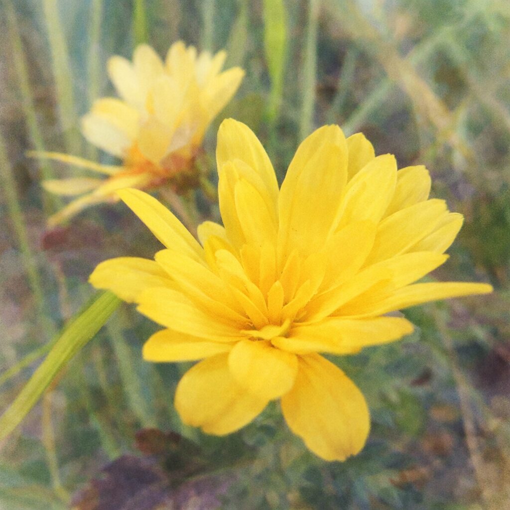 黄色いキクの花をモチーフにした手描き水彩画風のイラスト。幾重にも重なる花弁をやさしい筆致で表現し、中央の花芯を繊細に描写。背景には淡い色合いで草と別の花をぼかし、ふんわりとした温かみのある雰囲気に仕上げている。