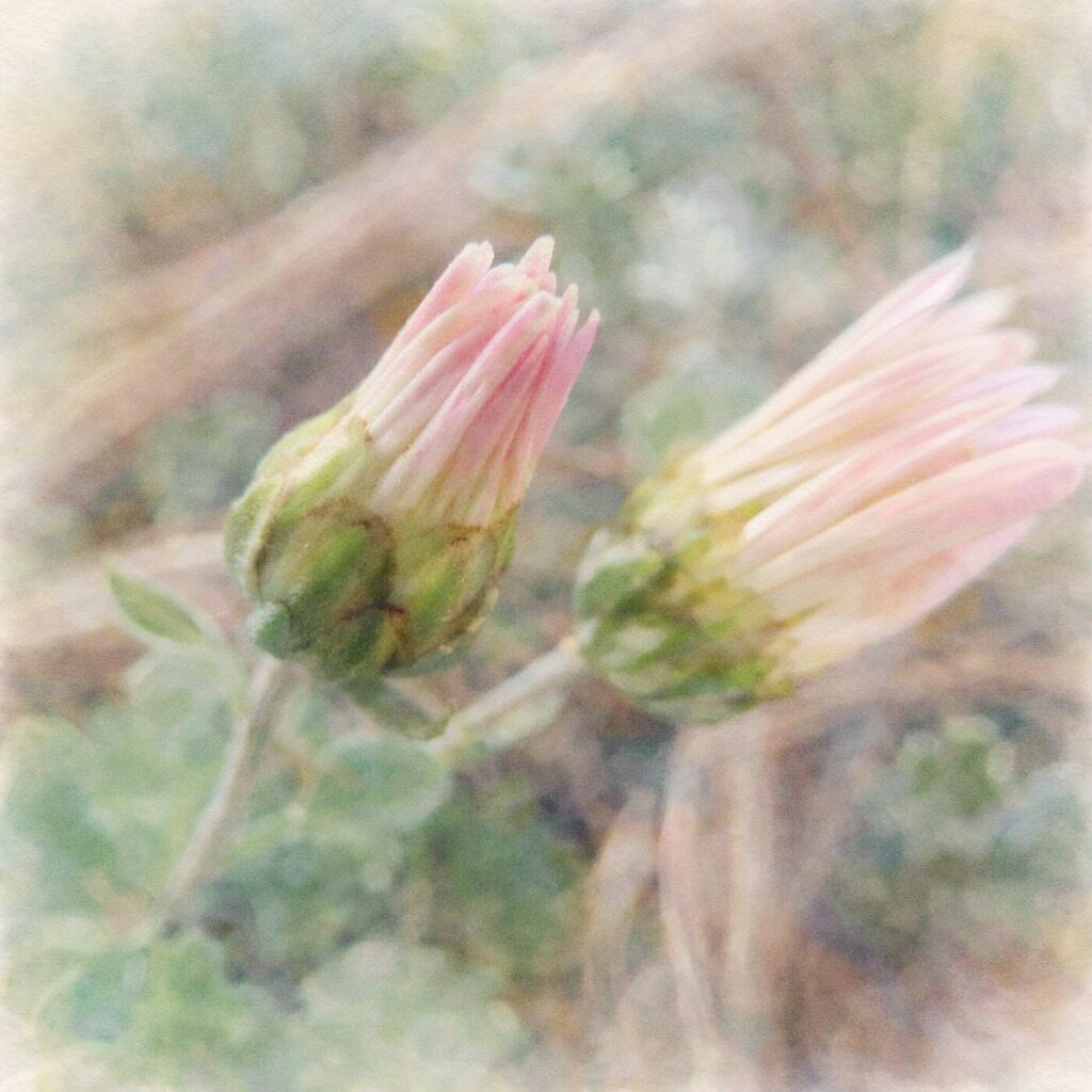 淡いピンクから白へとやさしく色づくキクの蕾を2輪、水彩画ならではのふんわりとした質感と柔らかなにじみで表現した正方形イラスト