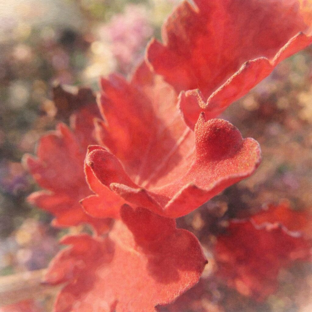 逆光に透ける赤いキクの花弁の重なりを、やさしいにじみと温かみのある色調で表現した手描き風水彩画の正方形イラスト