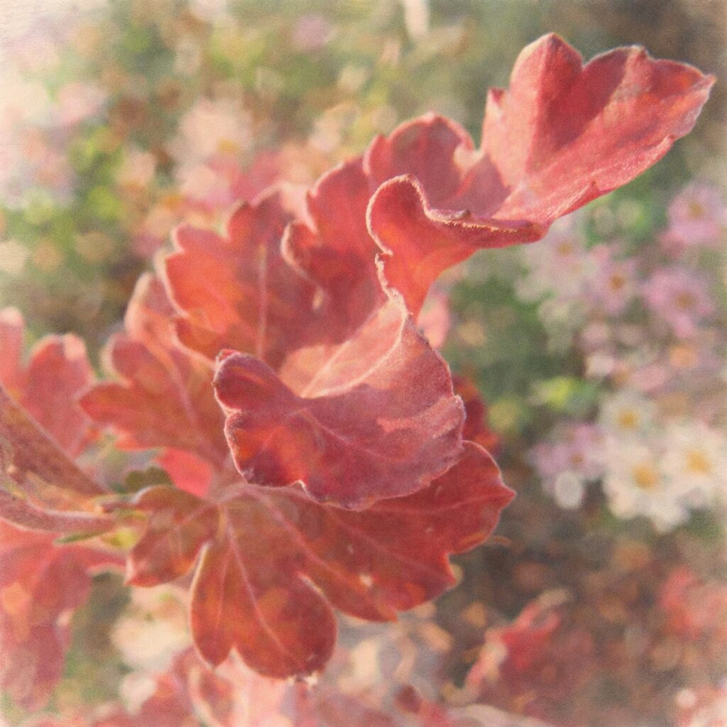 逆光に透ける赤いキクの葉と花弁の重なりを、やさしいにじみと温かみのある色彩で表現した手描き水彩画の正方形イラスト