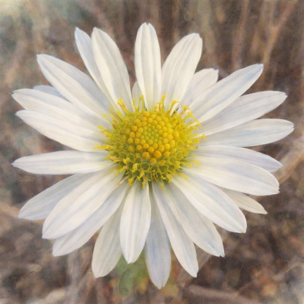 白い花弁と黄緑色の花芯が調和するキクの花を、やさしいにじみと透明感のある色彩で丁寧に描いた手描き水彩画の正方形イラスト