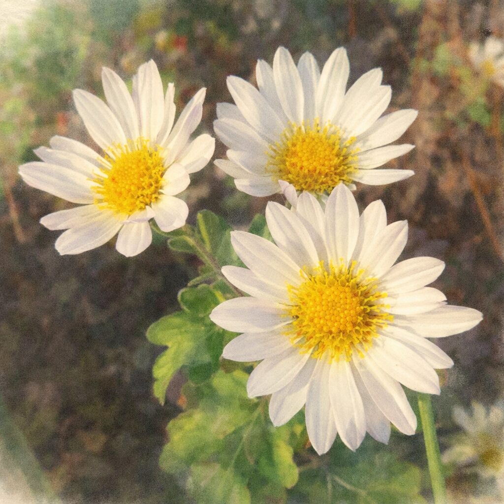 白い花弁と黄色の花芯が印象的なキクの花3輪を、やさしいにじみと柔らかな色調で描いた手描き水彩画の正方形イラスト