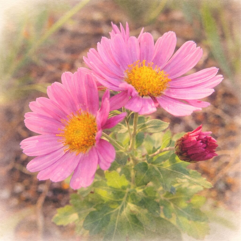 ピンク色の花弁と黄金色の花芯が映えるキクの花2輪と蕾を、やさしいにじみと柔らかな質感で描いた手描き水彩画の正方形イラスト