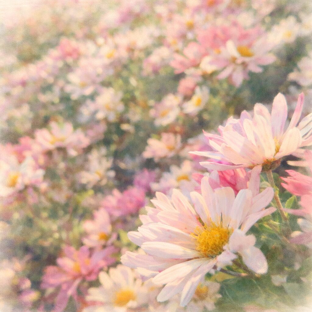 淡いピンクと白のキクの花が咲き広がる風景を、背景を大きくにじませた水彩画特有のボケ感と柔らかな色調で表現した手描き水彩画の正方形イラスト