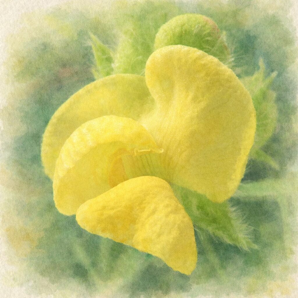 ヤブツルアズキの黄色い蝶形花を描いた、プロレベルの優しい質感の手描き水彩画イラスト。写真構図をもとに、ふっくらとした花弁の重なりと繊細な色のにじみを表現し、背景の緑をぼかして主役の花を引き立てた正方形イラスト。