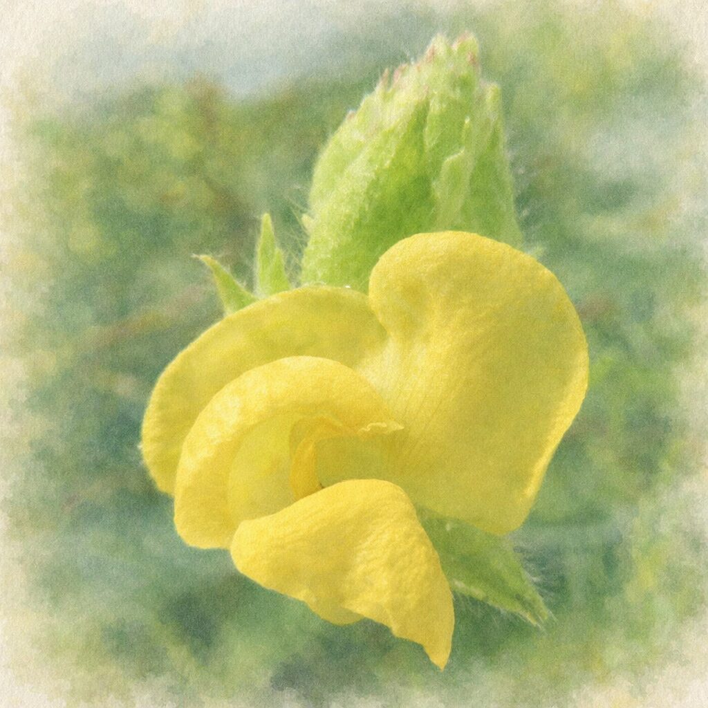 ヤブツルアズキの黄色い蝶形花を題材にした、優しい質感の手描き水彩画イラスト。写真構図を忠実に再現し、ふっくらと重なる花弁と背後の若い緑色の蕾を、にじみのある淡い色調で表現した正方形イラスト。