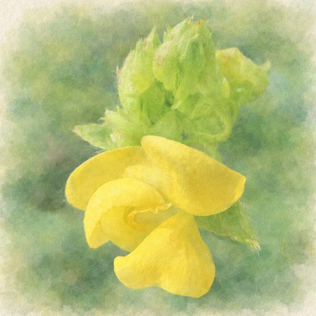 ヤブツルアズキの黄色い蝶形花と黄緑色の蕾を描いた、優しい質感の手描き水彩画イラスト。写真構図を忠実に反映し、ふっくらと重なる花弁と産毛のある萼を淡いにじみ表現でまとめ、背景を柔らかくぼかした正方形イラスト。