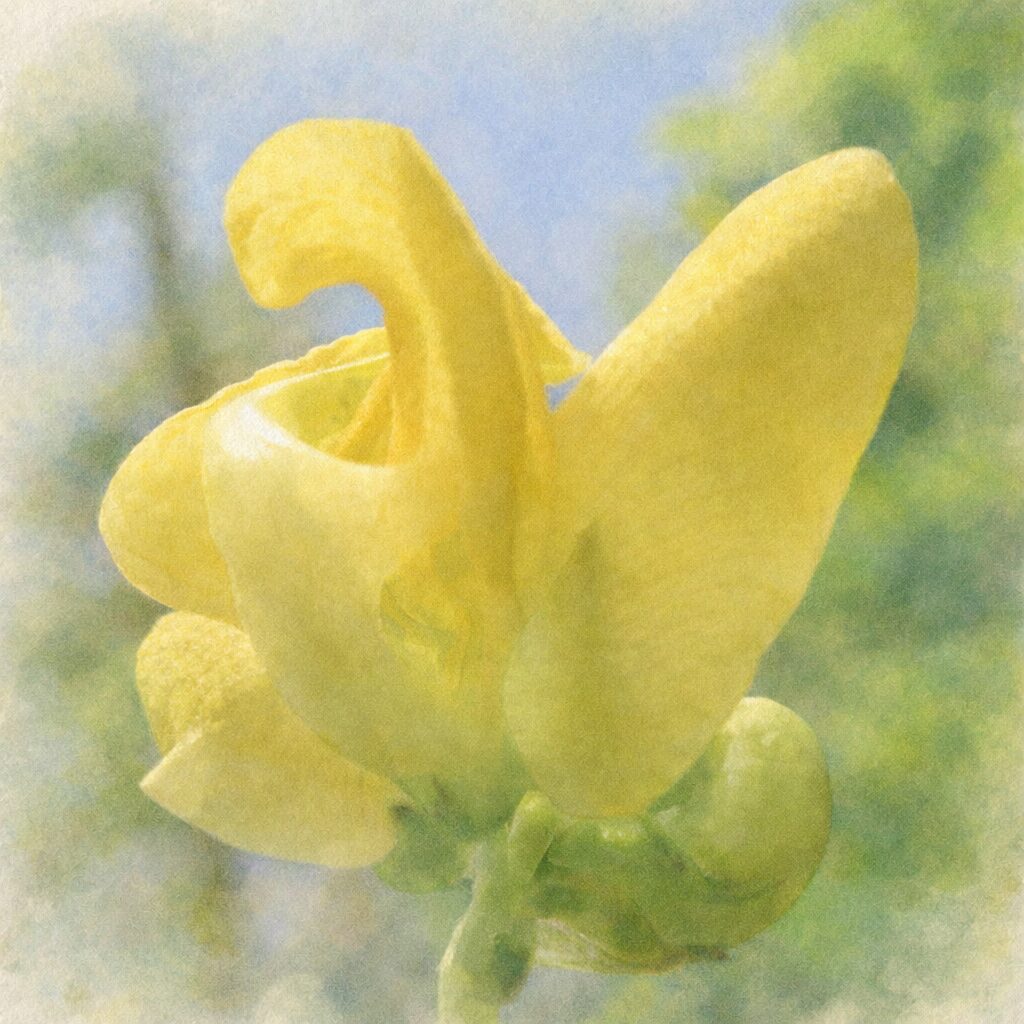 ヤブツルアズキの黄色い蝶形花を下向きアングルで描いた、優しい質感の手描き水彩画イラスト。写真構図をもとに、反り返る花弁の立体感と淡い黄色のにじみを丁寧に表現し、背景の青空と緑をふんわりぼかした正方形イラスト。