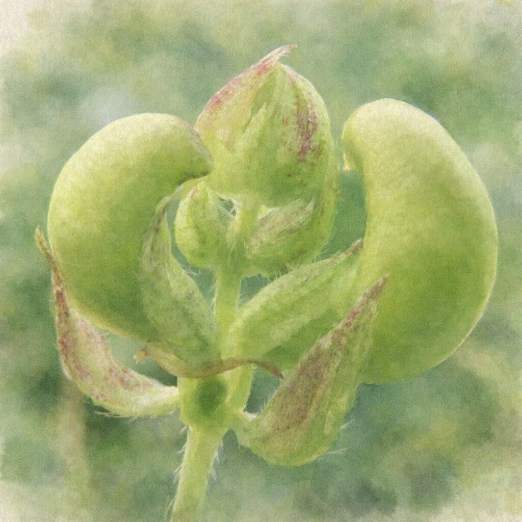 ヤブツルアズキの未熟な莢と萼を描いた、優しい質感の手描き水彩画イラスト。写真構図を忠実に再現し、丸みのある若い果実と産毛のある萼を、淡い緑のにじみ表現でふんわりとまとめた正方形イラスト。