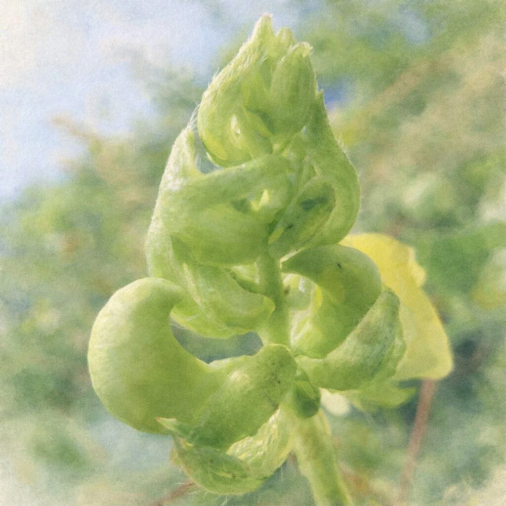 ヤブツルアズキの未熟な莢と萼をモチーフにした、優しい質感の手描き水彩画イラスト。写真構図を忠実に再現し、渦を描くような若い果実と産毛のある萼を淡い緑色のにじみで表現し、背景をふんわりぼかした正方形イラスト。