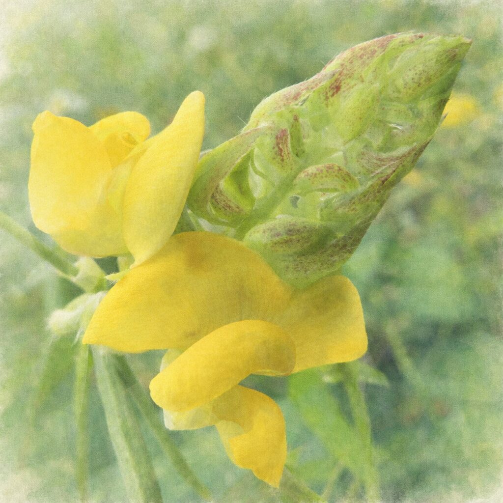 ヤブツルアズキの黄色い蝶形花と未熟な莢を描いた、優しい質感の手描き水彩画イラスト。写真構図を忠実に再現し、ふんわりとした花弁の重なりと斑点のある若い果実を淡い色調とにじみ表現でまとめ、背景を柔らかくぼかした正方形イラスト。