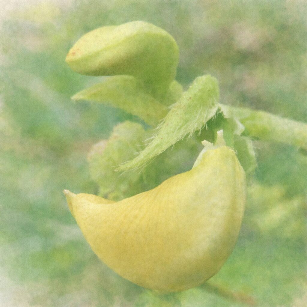 ヤブツルアズキの黄色い蝶形花と淡い緑色の蕾を描いた、優しい質感の手描き水彩画イラスト。写真構図を忠実に再現し、丸みのある花弁の立体感と産毛のある萼をふんわりとした水彩のにじみで表現した正方形イラスト。