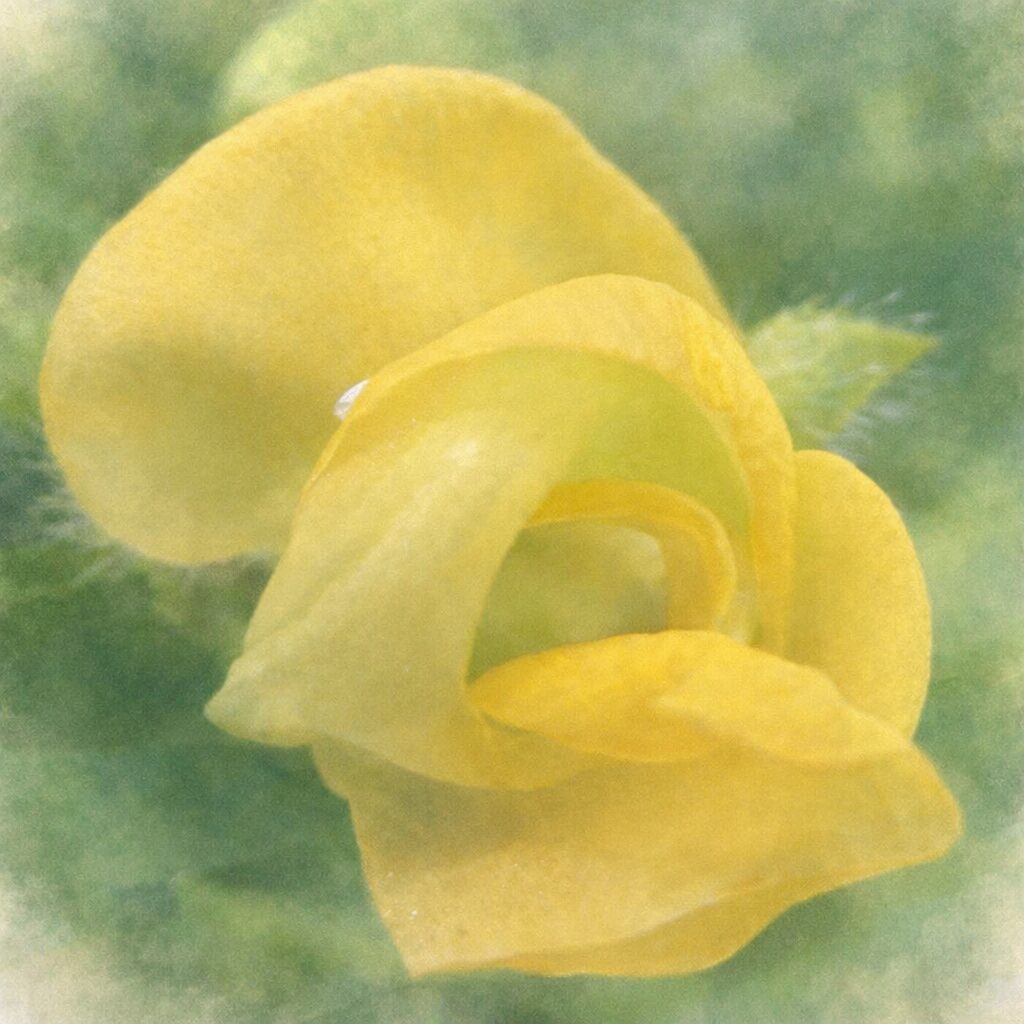 ヤブツルアズキの黄色い蝶形花を描いた、優しい質感の手描き水彩画イラスト。写真構図を忠実に反映し、重なり合う花弁の曲線と柔らかな立体感を淡い黄色のにじみで表現し、背景をふんわりぼかした正方形イラスト。