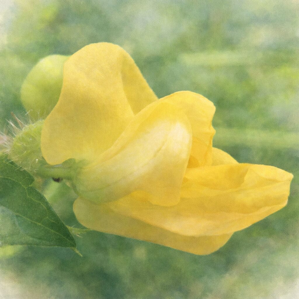 ヤブツルアズキの黄色い蝶形花を側面構図で描いた、優しい質感の手描き水彩画イラスト。写真構図を忠実に再現し、重なり合う花弁の丸みと淡い色のにじみを表現し、背景をふんわりぼかした正方形イラスト。