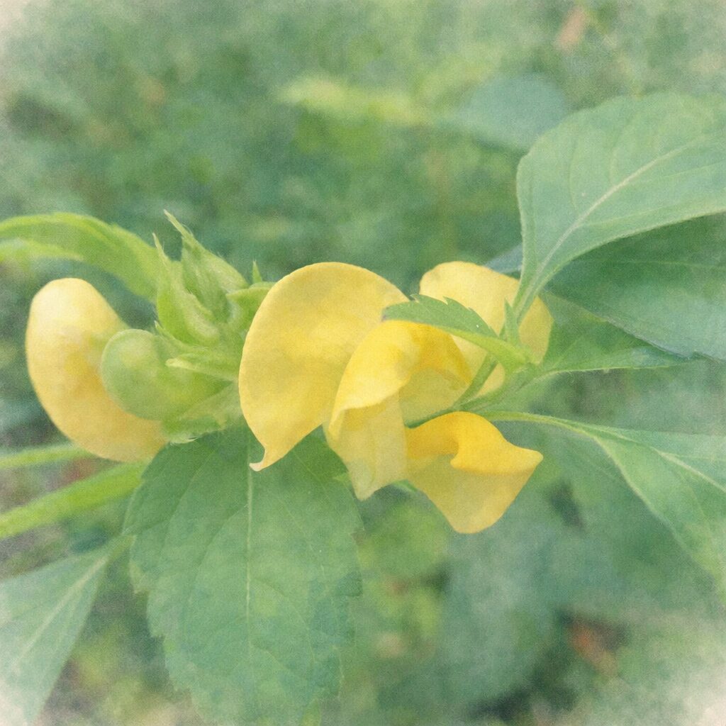 ヤブツルアズキの黄色い蝶形花を横向き構図で描いた手描き水彩画風イラスト。やわらかな筆致で丸みのある花弁と若い緑の萼、周囲の葉を表現し、背景は淡い緑色でふんわりとぼかされた優しい雰囲気の植物イラスト。