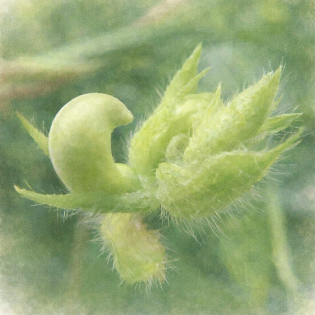 ヤブツルアズキの未熟な莢と産毛のある萼を描いた、優しい質感の手描き水彩画イラスト。写真構図を忠実に再現し、弓形に湾曲した若い果実と繊細な毛を淡い緑のにじみ表現でまとめ、背景をふんわりぼかした正方形イラスト。