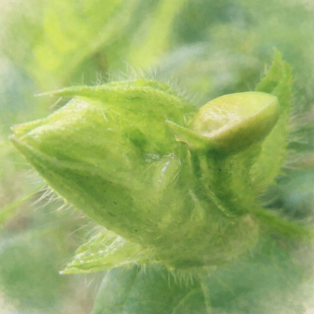 ヤブツルアズキの蕾を描いた手描き水彩画風イラスト。毛のある緑の萼と丸みのある花芽をやわらかな色彩とにじみで表現し、背景は淡い緑でふんわり省略された正方形構図。