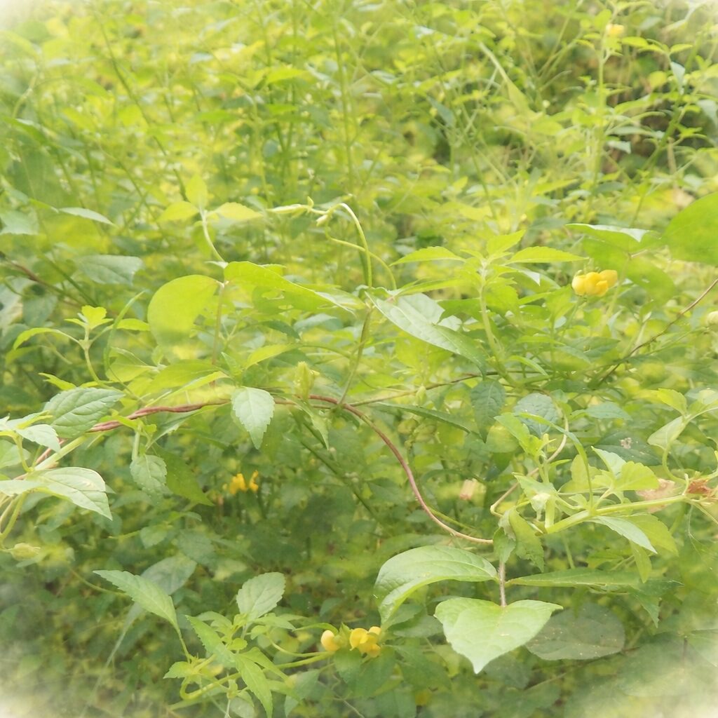 ヤブツルアズキの群生を描いた手描き水彩画イラスト。つる性の茎と重なり合う葉の広がりを柔らかな緑のにじみで表現し、黄色い小花をアクセントとして配置した、ふんわり優しい正方形構図。