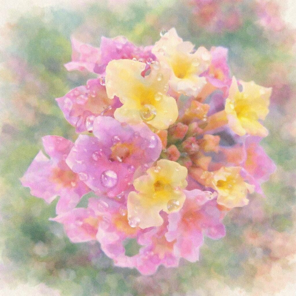 ピンクと黄色のランタナの花房を近接視点で描いた、にじみと透明感を生かした優しい質感の手描き水彩画風イラスト、花弁に露の輝きを感じさせるふんわりした表現