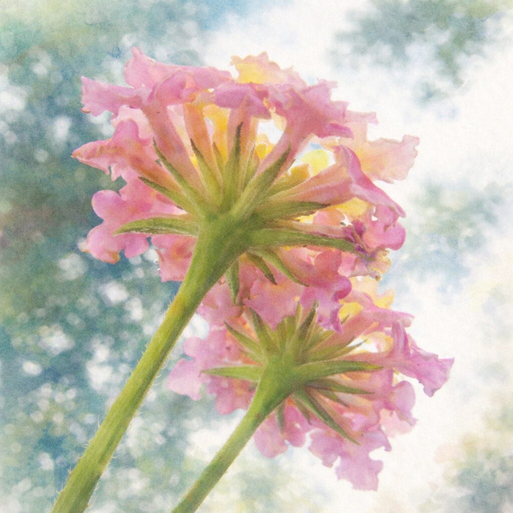 下向き視点で見上げたランタナの花房を描いた、ピンクと黄色の小花と緑の花柄をやさしいにじみと透明感で表現した、ふんわり手描き水彩画風の正方形イラスト