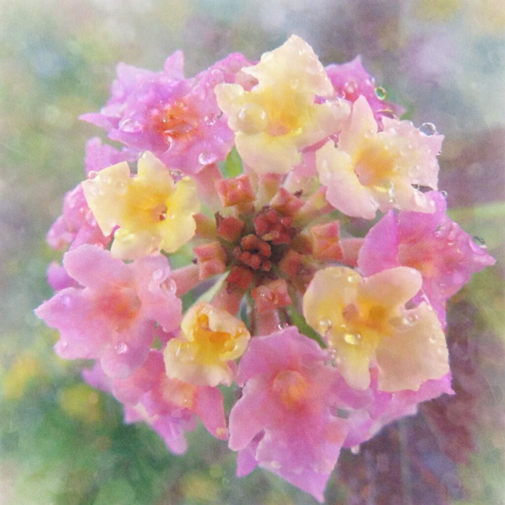 ピンクと黄色のランタナの花房を真上視点で描いた、花弁の重なりと露のきらめきをやさしいにじみで表現した、ふんわりとした手描き水彩画風の正方形イラスト