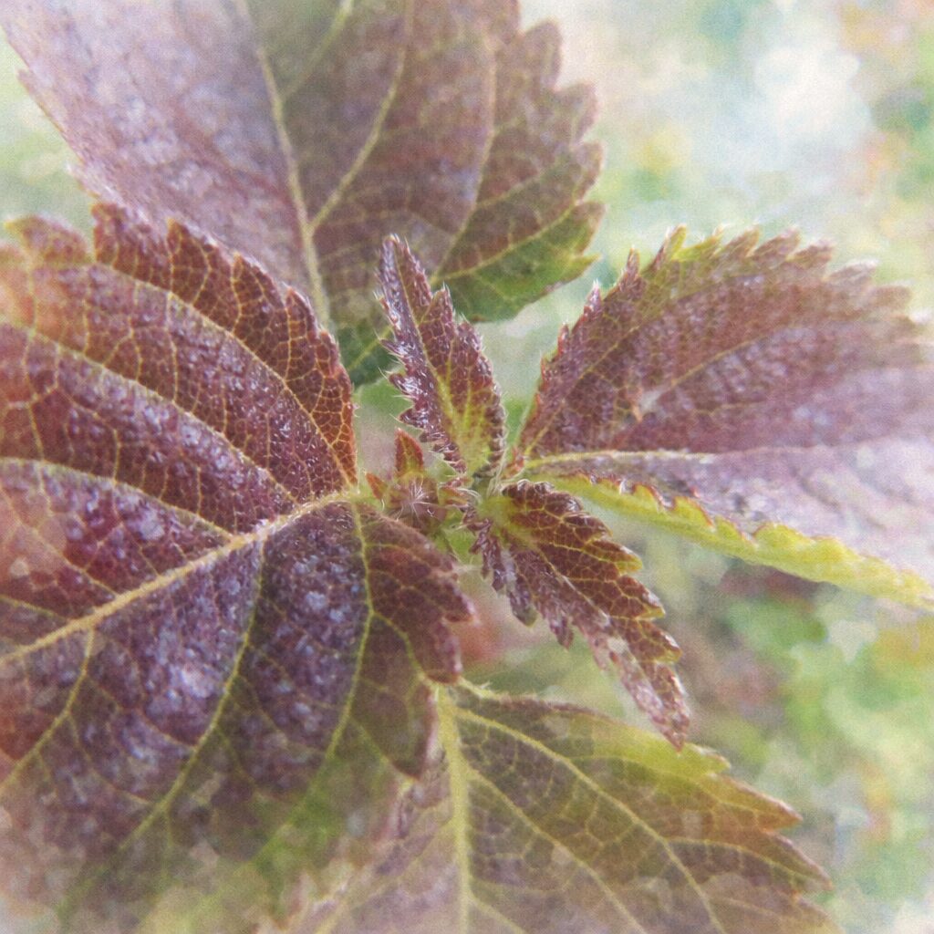 赤紫から緑へと色づくランタナの若葉と新芽を上から描いた、葉脈と質感をやさしいにじみで表現した、ふんわり手描き水彩画風の正方形イラスト