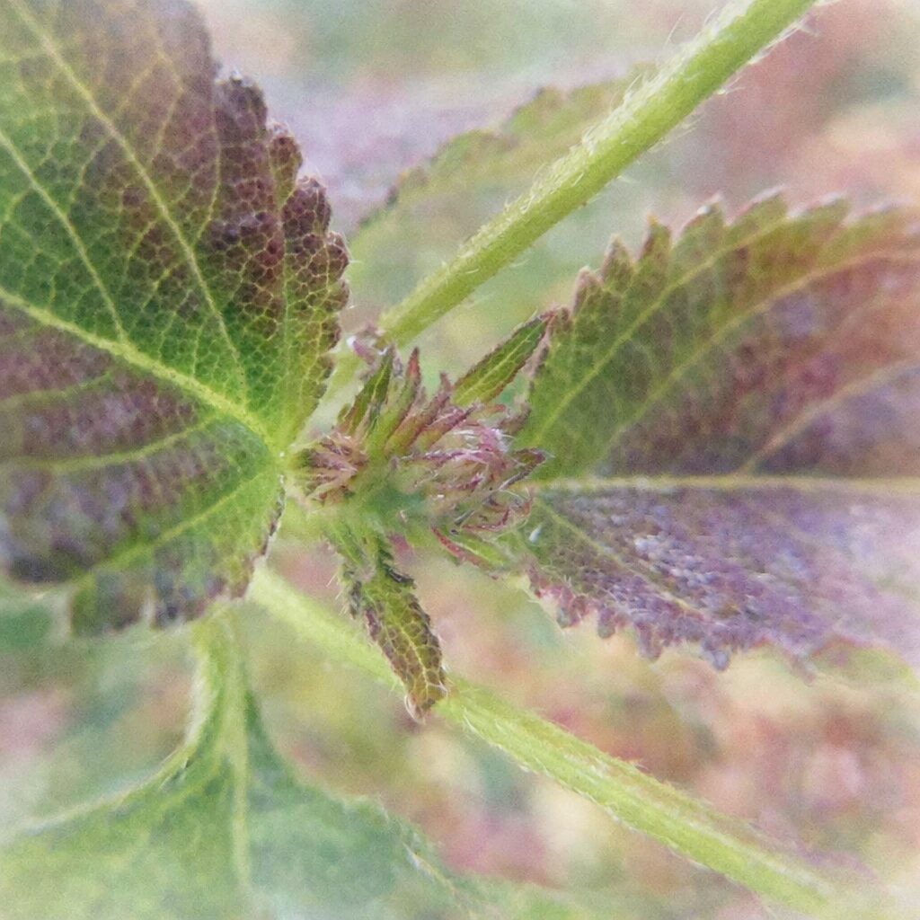 ランタナの花芽と新芽を中心に葉が広がる構図を描いた、葉脈や産毛の質感を淡いにじみで表現した、優しい色合いのふんわり手描き水彩画風正方形イラスト