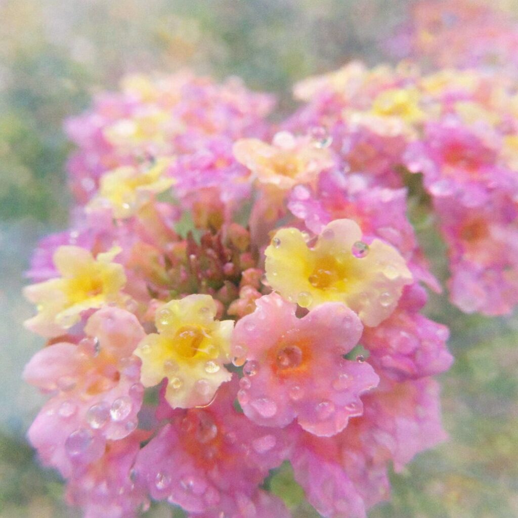 ピンクと黄色のランタナの花房を正面視点で描いた、花弁の重なりと露の透明感を淡いにじみで表現した、優しい質感のふんわり手描き水彩画風正方形イラスト