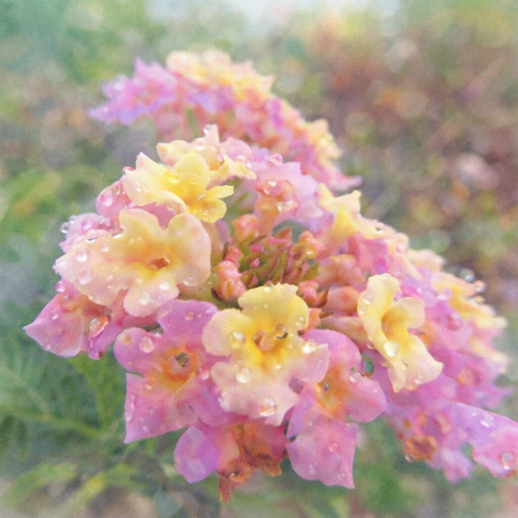 ピンクと黄色のランタナの花房を斜め構図で描いた、花弁の透明感と露のきらめきを淡いにじみで表現した、優しい質感のふんわり手描き水彩画風正方形イラスト