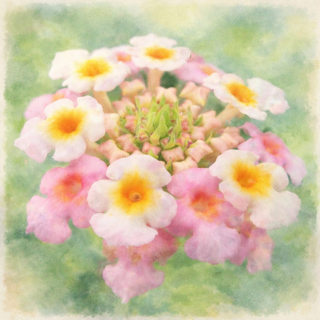 ランタナの花房をやさしい手描き水彩画風で表現した正方形イラスト。白とピンクの小花が輪状に配置され、黄色い花芯がふんわりとにじみ、柔らかな緑背景と優しい質感が調和している。