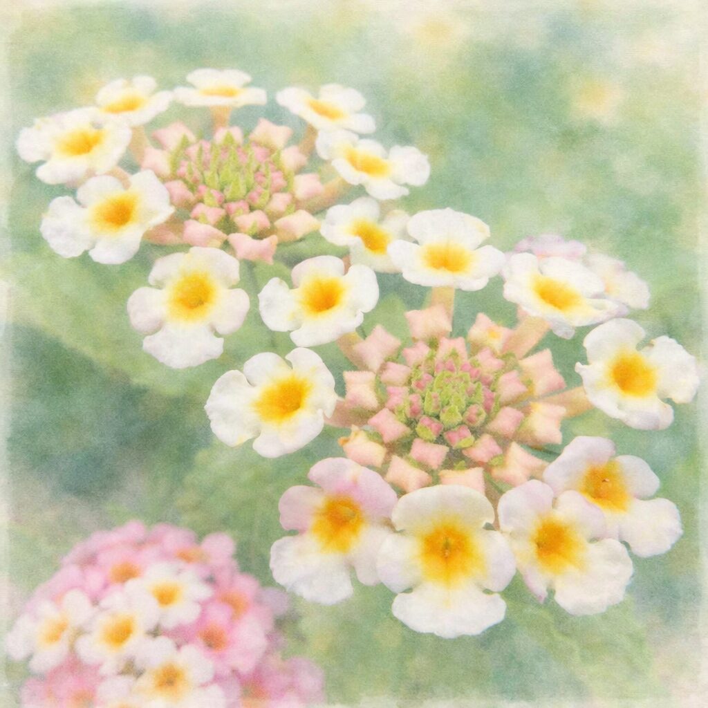ランタナの花房をモチーフにした手描き水彩画風の正方形イラスト。白と淡いピンクの小花が輪状に配置され、黄色い花芯と中央のつぼみがふんわりとにじみ、柔らかな緑背景に包まれている。