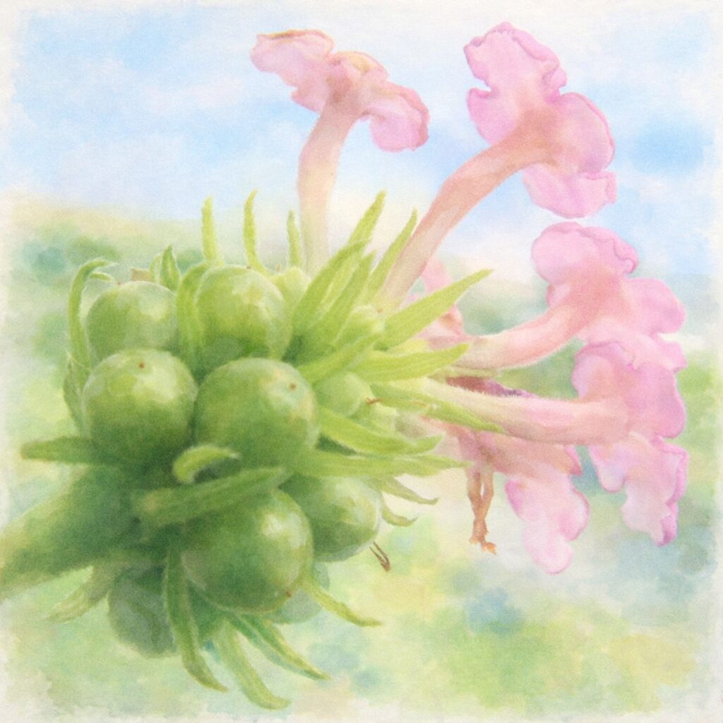 ランタナの花房を横向き構図で描いた手描き水彩画風の正方形イラスト。緑の丸いつぼみと繊細な萼、先端に淡いピンクの花をつけた花筒がふんわりとにじみ、優しい空色とグリーンの背景が溶け合っている。