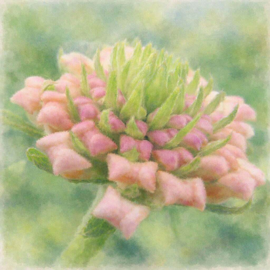 開花前のランタナの花房を描いた手描き水彩画風の正方形イラスト。淡いピンクのつぼみと中心の緑のつぼみがふんわりとにじみ、優しい質感と柔らかなグリーン背景が調和したナチュラルな表現。