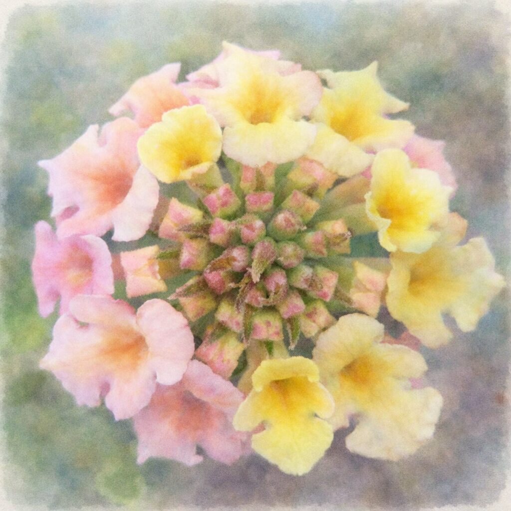 ランタナの花房を真上構図で描いた手描き水彩画風の正方形イラスト。ピンクと黄色にやさしく移ろう小花と中心のつぼみがふんわりとにじみ、柔らかな背景色と調和した優しい質感の表現。