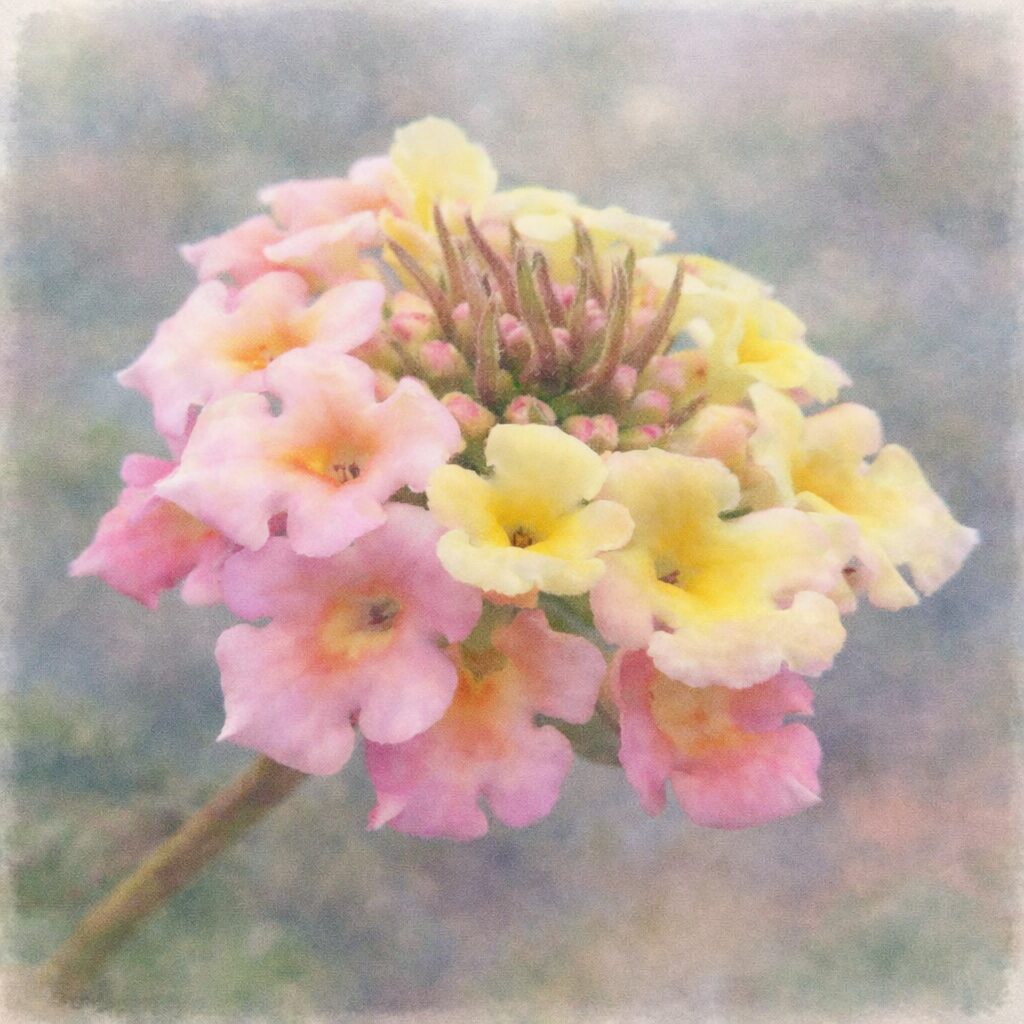 ランタナの花房を横向き構図で描いた手描き水彩画風の正方形イラスト。ピンクと黄色がやさしく溶け合う小花と中心のつぼみがふんわりにじみ、柔らかな背景色と調和した優しい質感の表現。