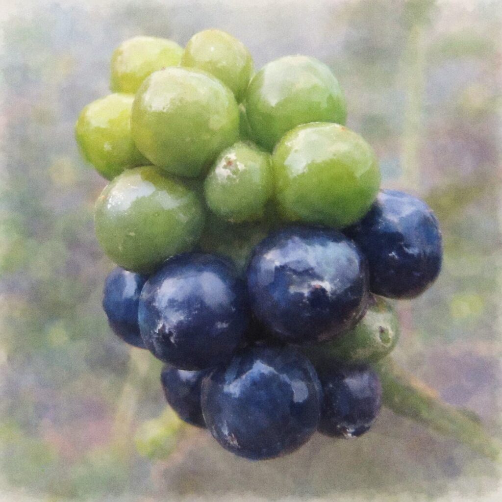 ランタナの果実をモチーフにした手描き水彩画風の正方形イラスト。緑から黒紫へと色づく実がふんわりと描かれ、やさしいにじみと柔らかな背景が調和したナチュラルな表現。