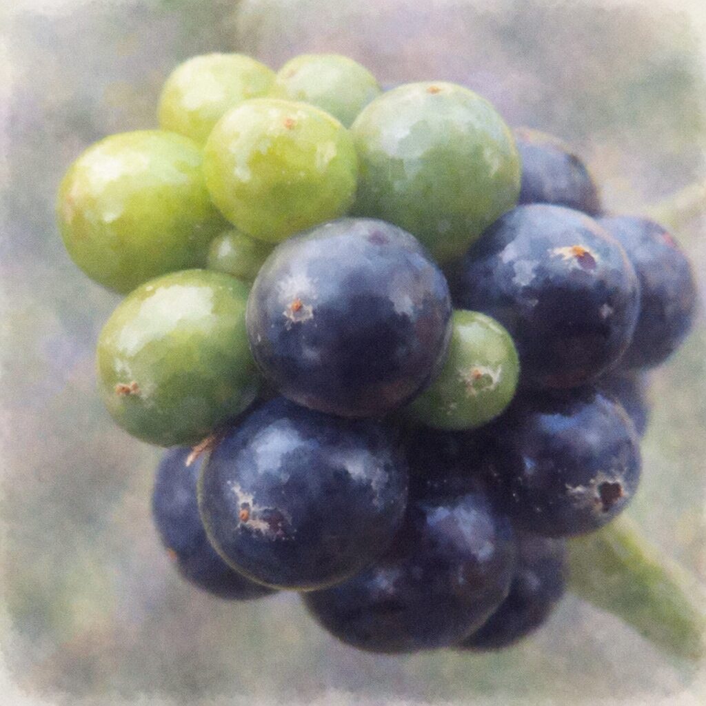 ランタナの果実をクローズアップで描いた手描き水彩画風の正方形イラスト。緑から黒紫へと色づく実の丸みと光沢がふんわりと表現され、やさしいにじみと柔らかな背景が調和した上品な仕上がり。