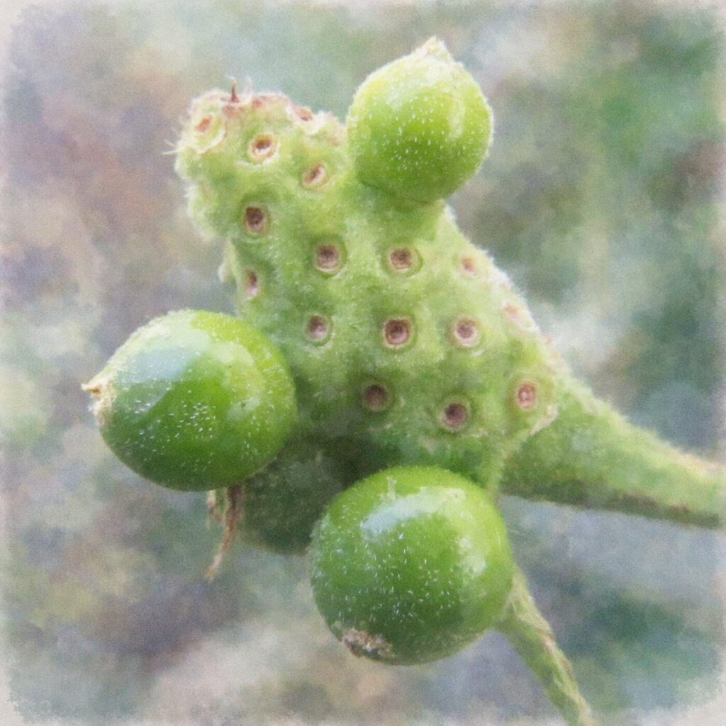 ランタナの未熟果をクローズアップで描いた手描き水彩画風の正方形イラスト。みずみずしい緑色の実と独特な凹凸がふんわりにじみ、柔らかな背景と調和した優しい質感の表現。