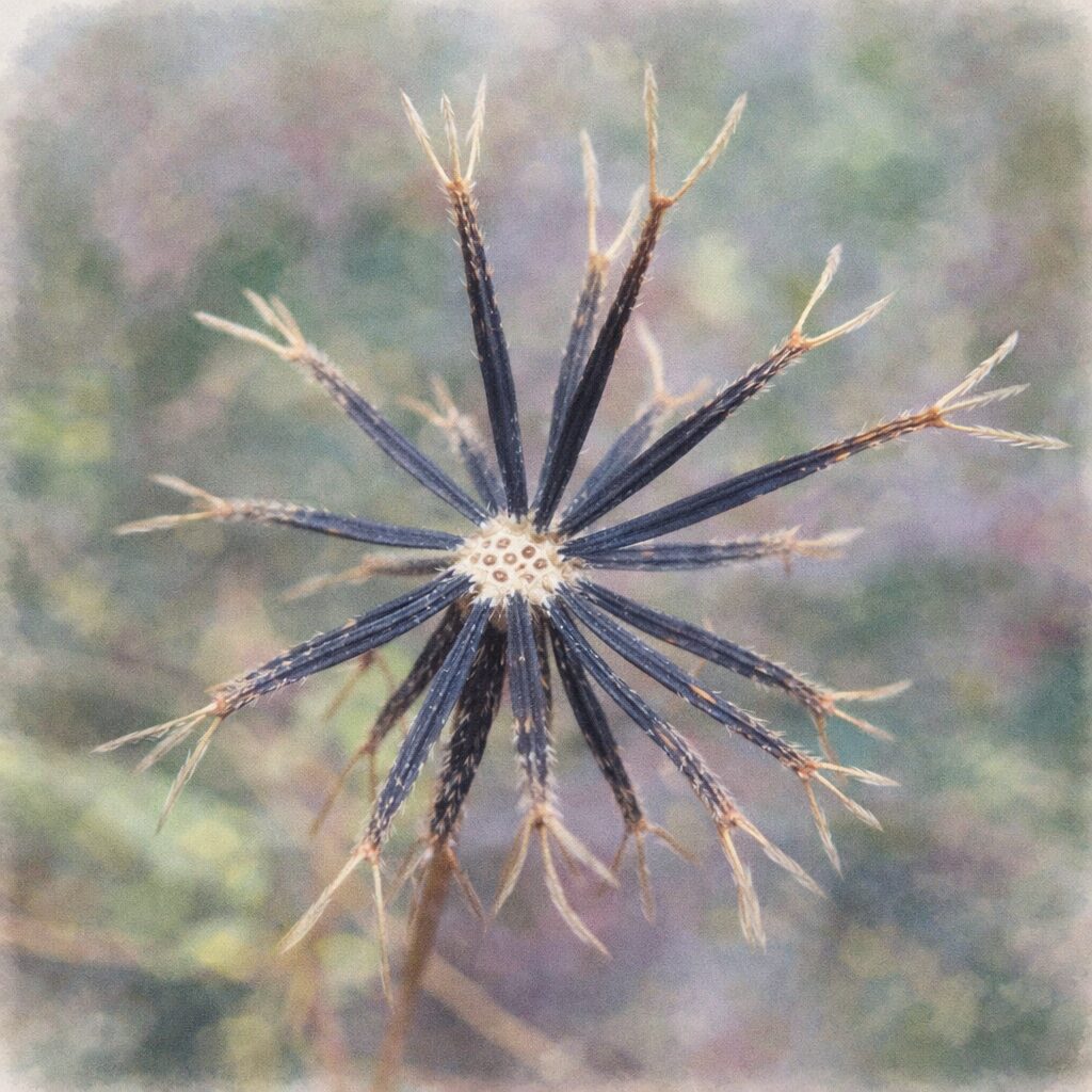 ランタナの枯れ果を俯瞰構図で描いた手描き水彩画風の正方形イラスト。星形に放射する細い突起と中心部の模様が、やさしいにじみと淡い色調でふんわり表現された繊細な仕上がり。