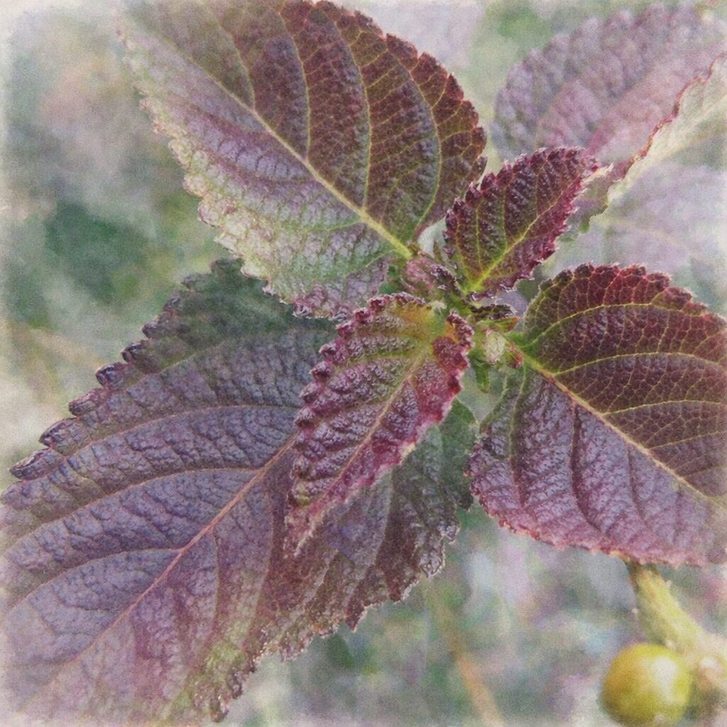 ランタナの葉をクローズアップで描いた手描き水彩画風の正方形イラスト。赤紫から緑へと移ろう葉色や細かな葉脈、ギザギザの縁がふんわりとにじみ、やさしい質感で表現されている。