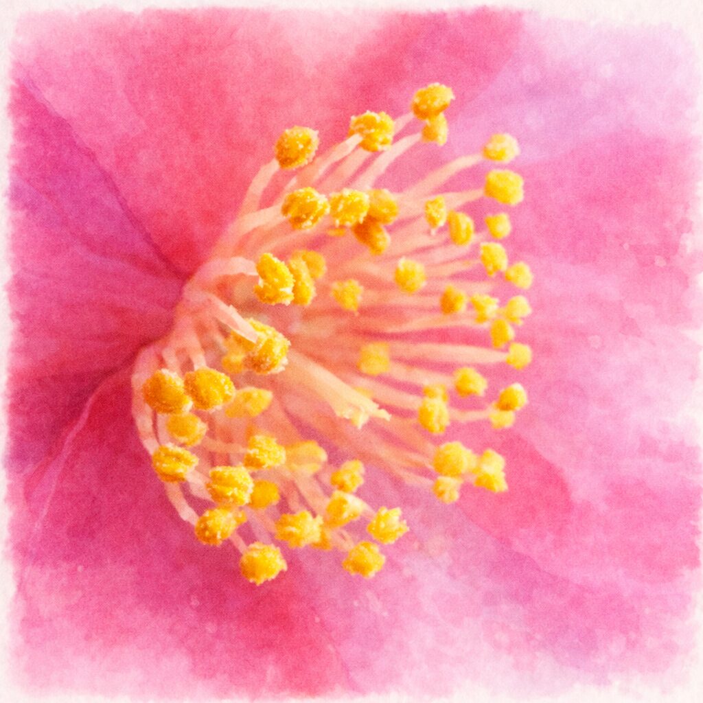サザンカの花の中心部を描いた手描き水彩画風イラスト。やわらかなピンクの花弁のにじみを背景に、淡い線で描かれた雄しべと黄色の花粉がふんわりと浮かび上がり、優しく温かみのある絵画的表現に仕上げた正方形構図。