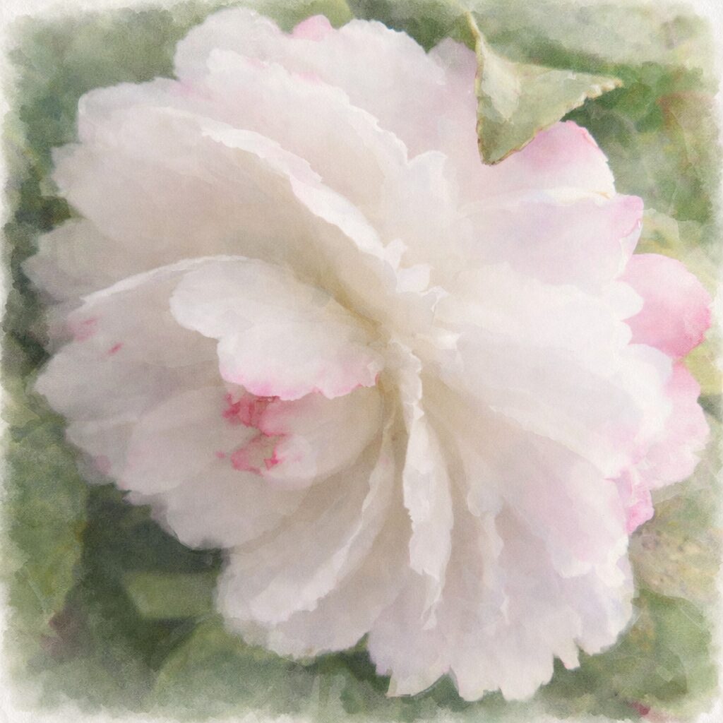 白いサザンカの花を描いた手描き水彩画風イラスト。幾重にも重なる白い花弁にほのかなピンクを溶かし込み、背景の緑をやさしくにじませることで、静かで上品な雰囲気を表現した正方形の絵画的構図。