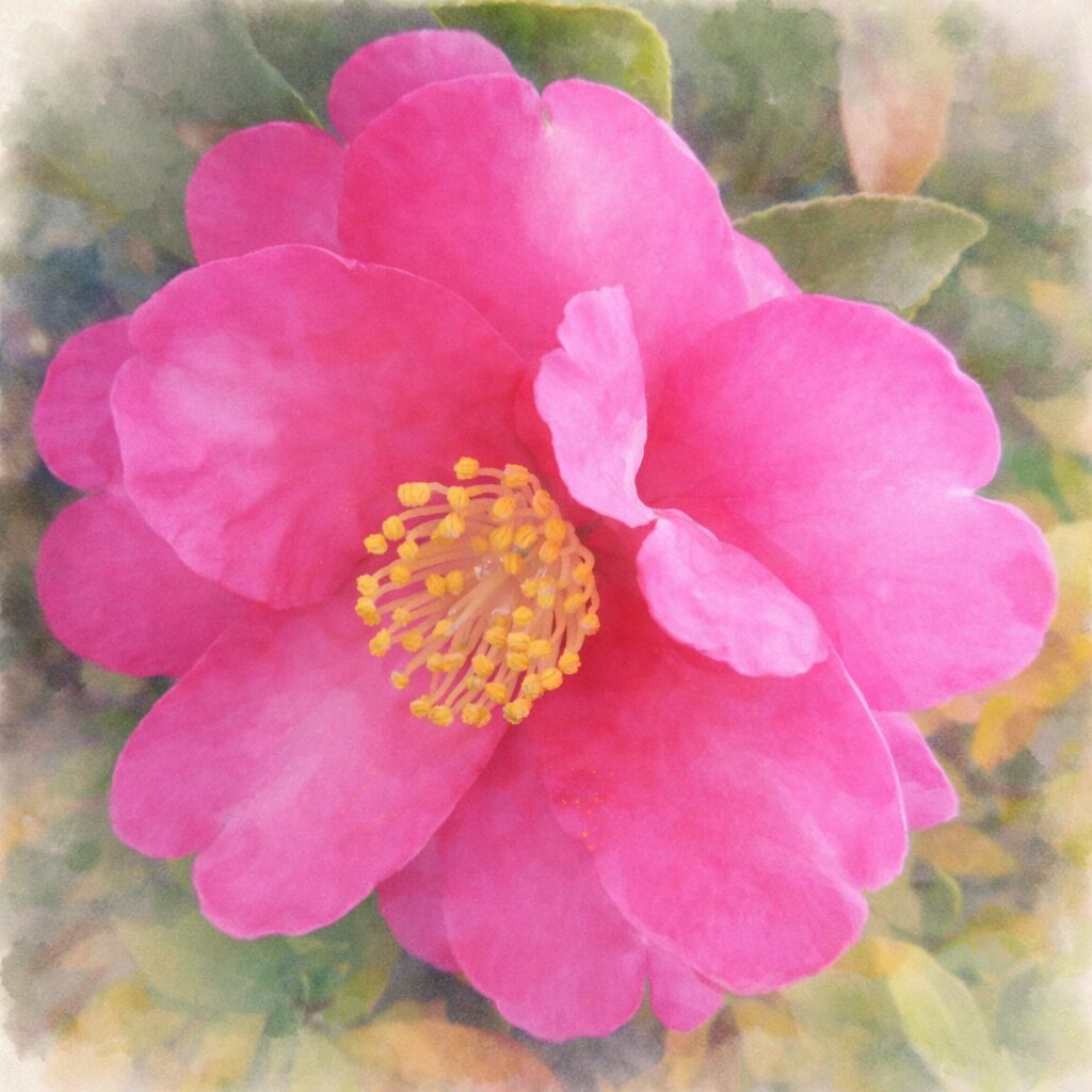 濃いピンク色のサザンカを描いた手描き水彩画風イラスト。ふんわりと重なる花弁を柔らかなグラデーションで表現し、中央の黄色い雄しべを優しく浮かび上がらせ、背景の緑を淡くにじませた絵画的な正方形構図。